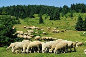Mouton - Alpes
